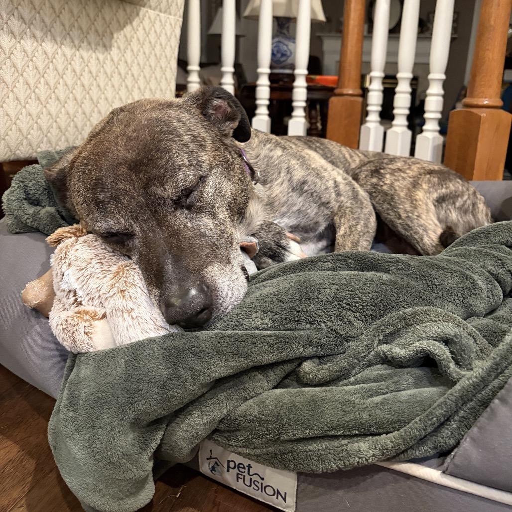 Enlarge Loco, a Adoptable Pit Bull Terrier in Aldie, VA image 2/5