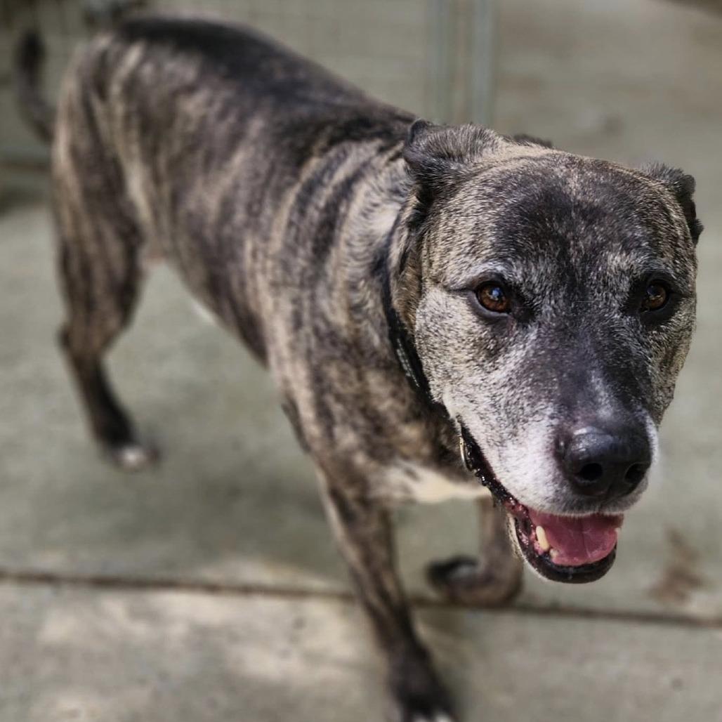 Enlarge Loco, a Adoptable Pit Bull Terrier in Aldie, VA image 3/5