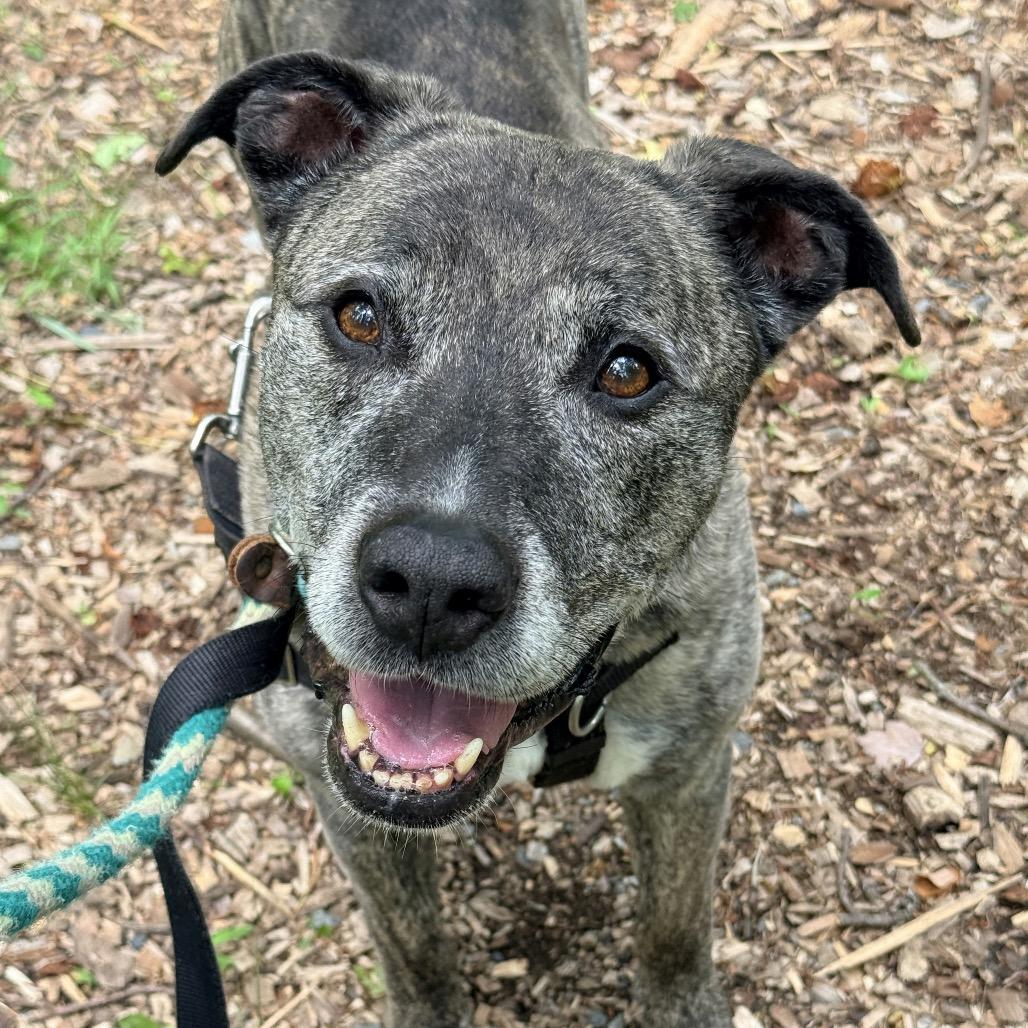 Enlarge Loco, a Adoptable Pit Bull Terrier in Aldie, VA image 4/5