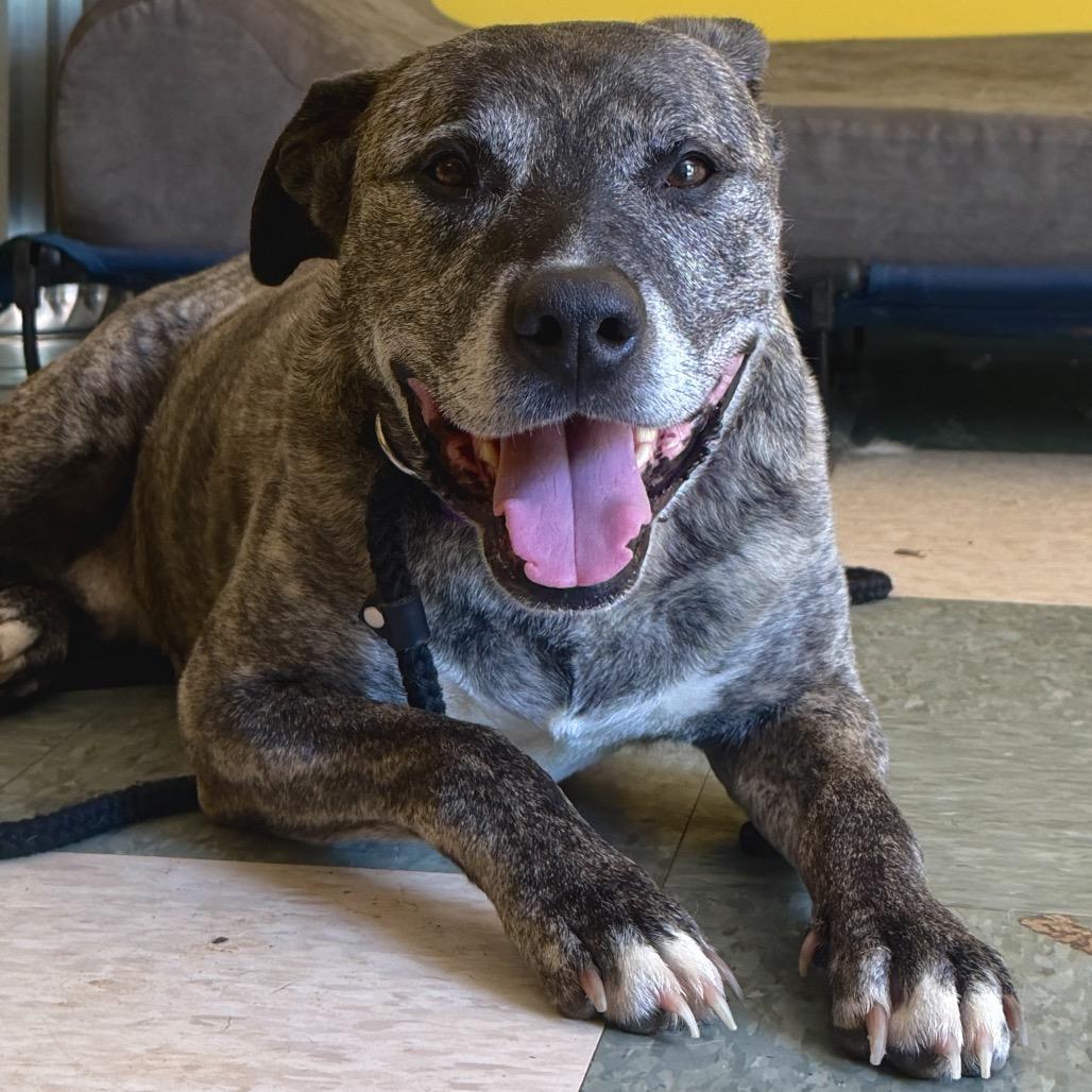 Enlarge Loco, a Adoptable Pit Bull Terrier in Aldie, VA image 5/5