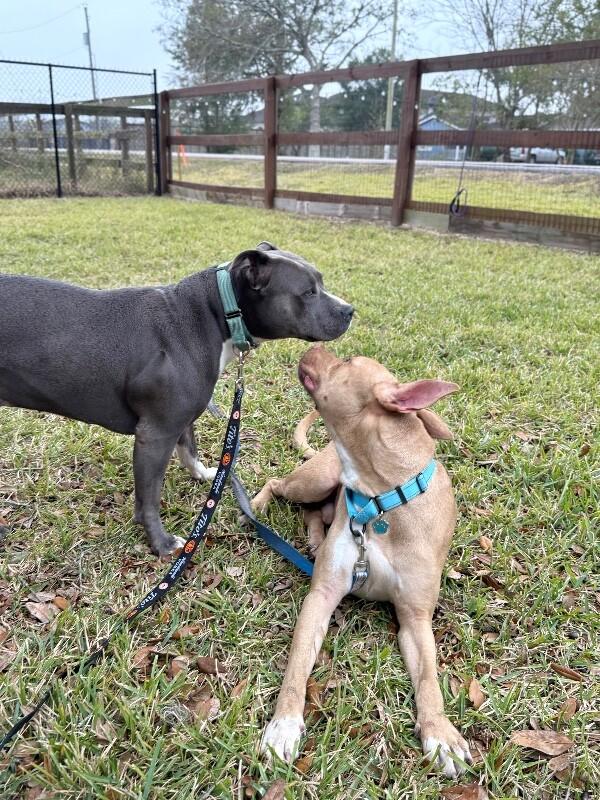 Ivan the Iconic — thumbnail 4