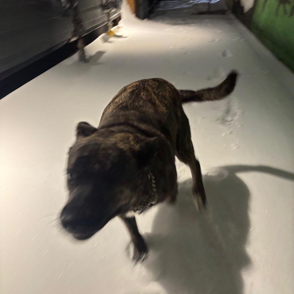 Popeye, Adoptable, Adult Male Mixed Breed.