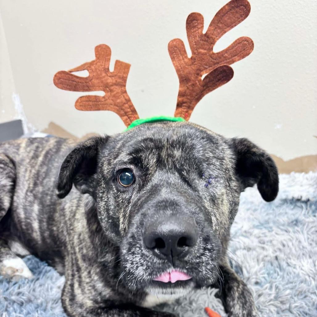 Enlarge Popeye, a Adoptable Mixed Breed in Bismarck, ND image 1/5