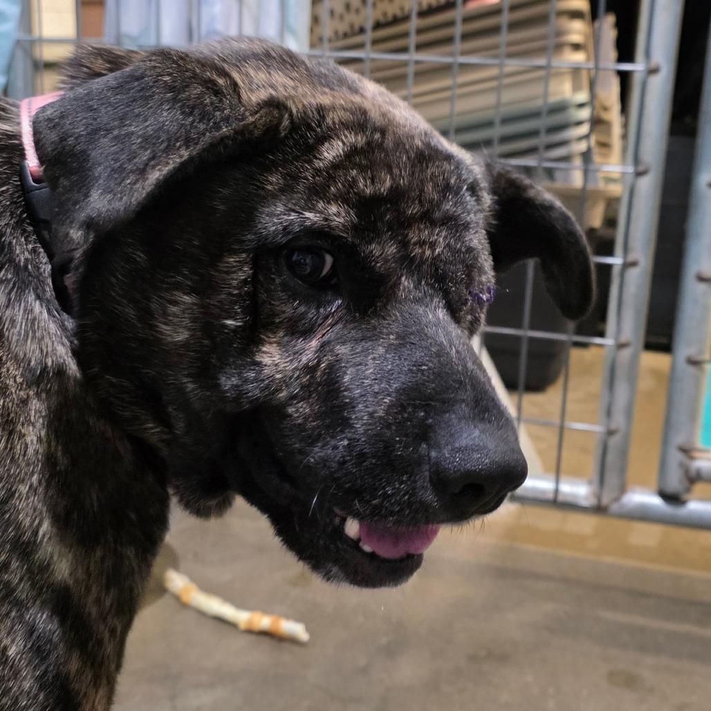 Popeye, Adoptable, Adult Male Mixed Breed.