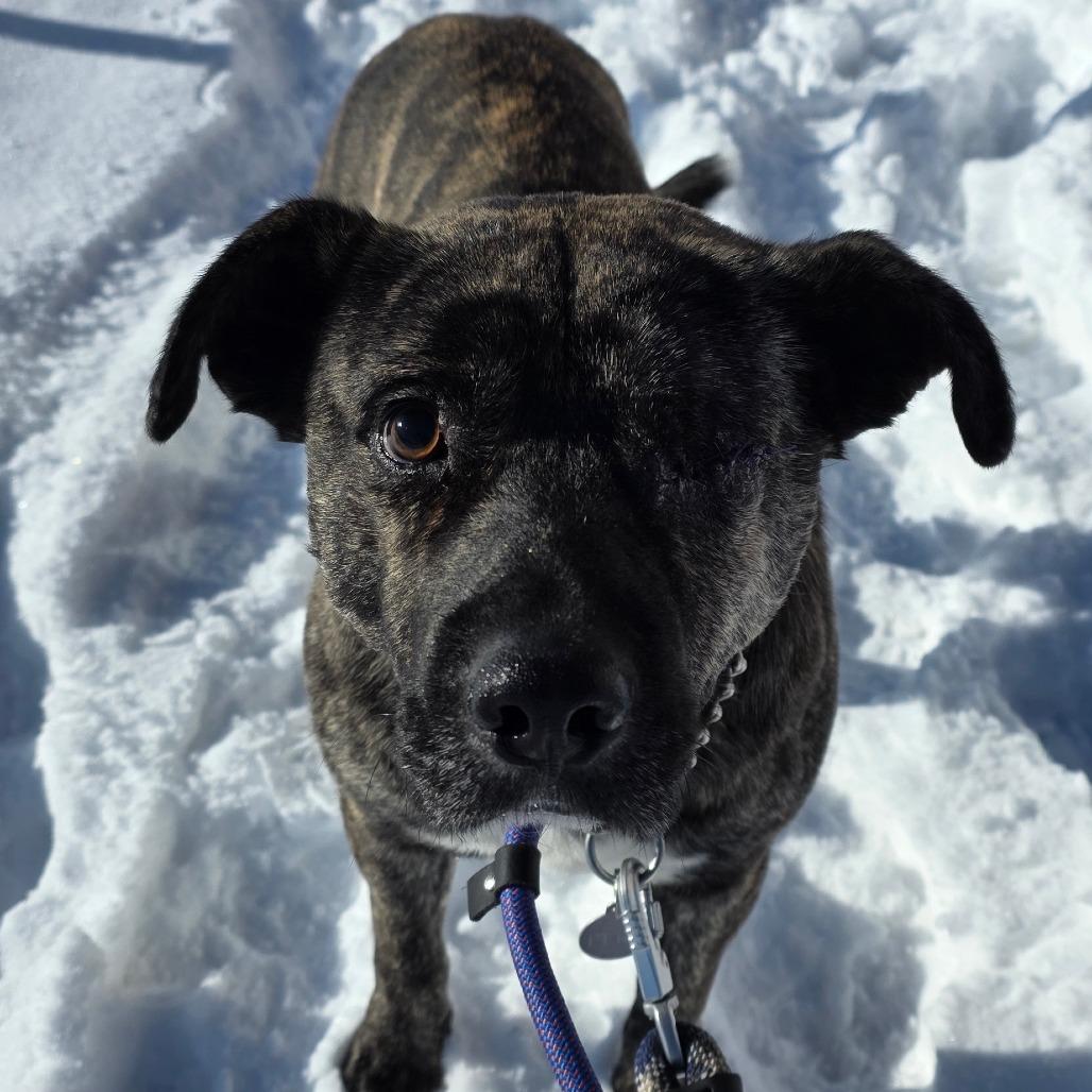 Enlarge Popeye, a Adoptable Mixed Breed in Bismarck, ND image 2/4