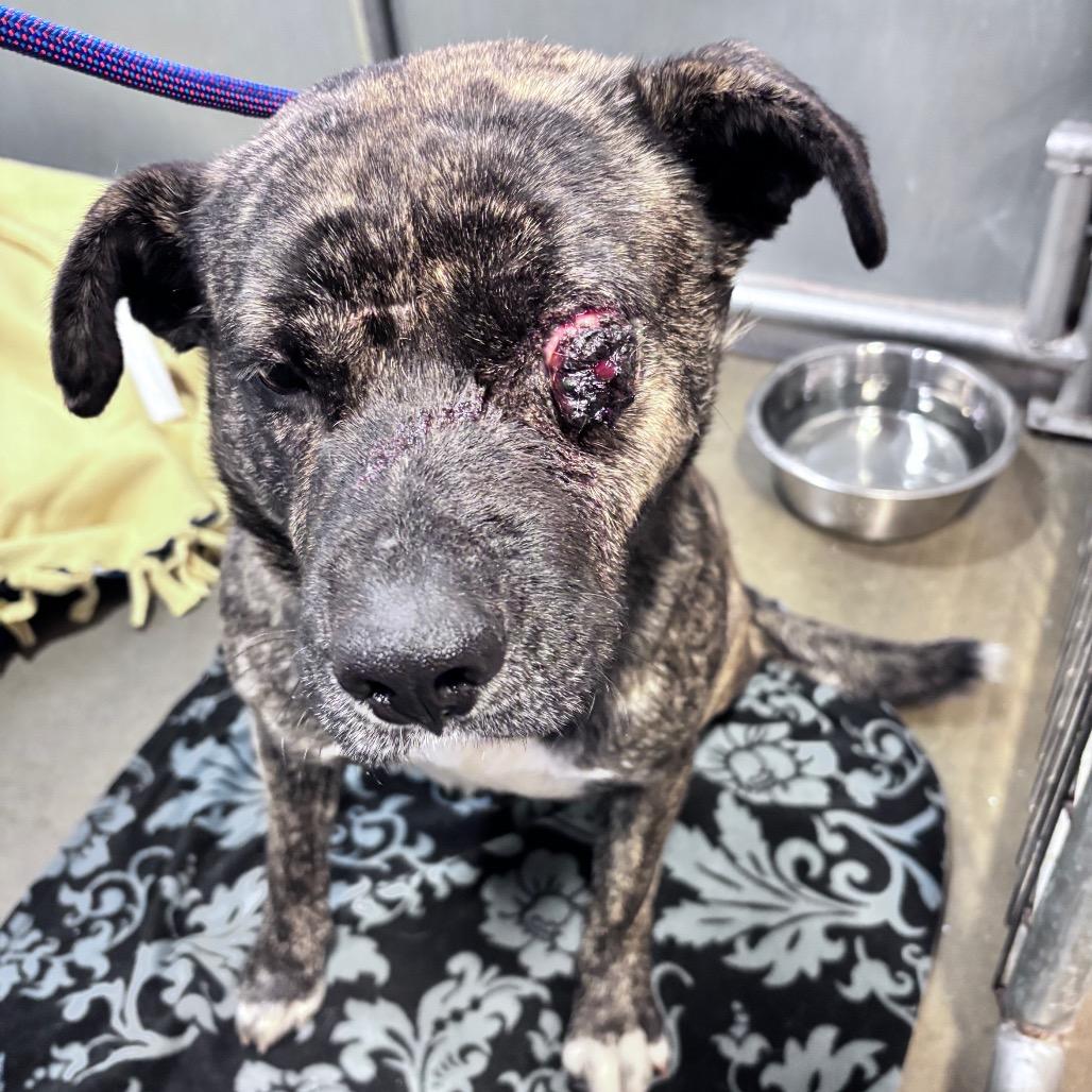 Enlarge Popeye, a Adoptable Mixed Breed in Bismarck, ND image 3/4