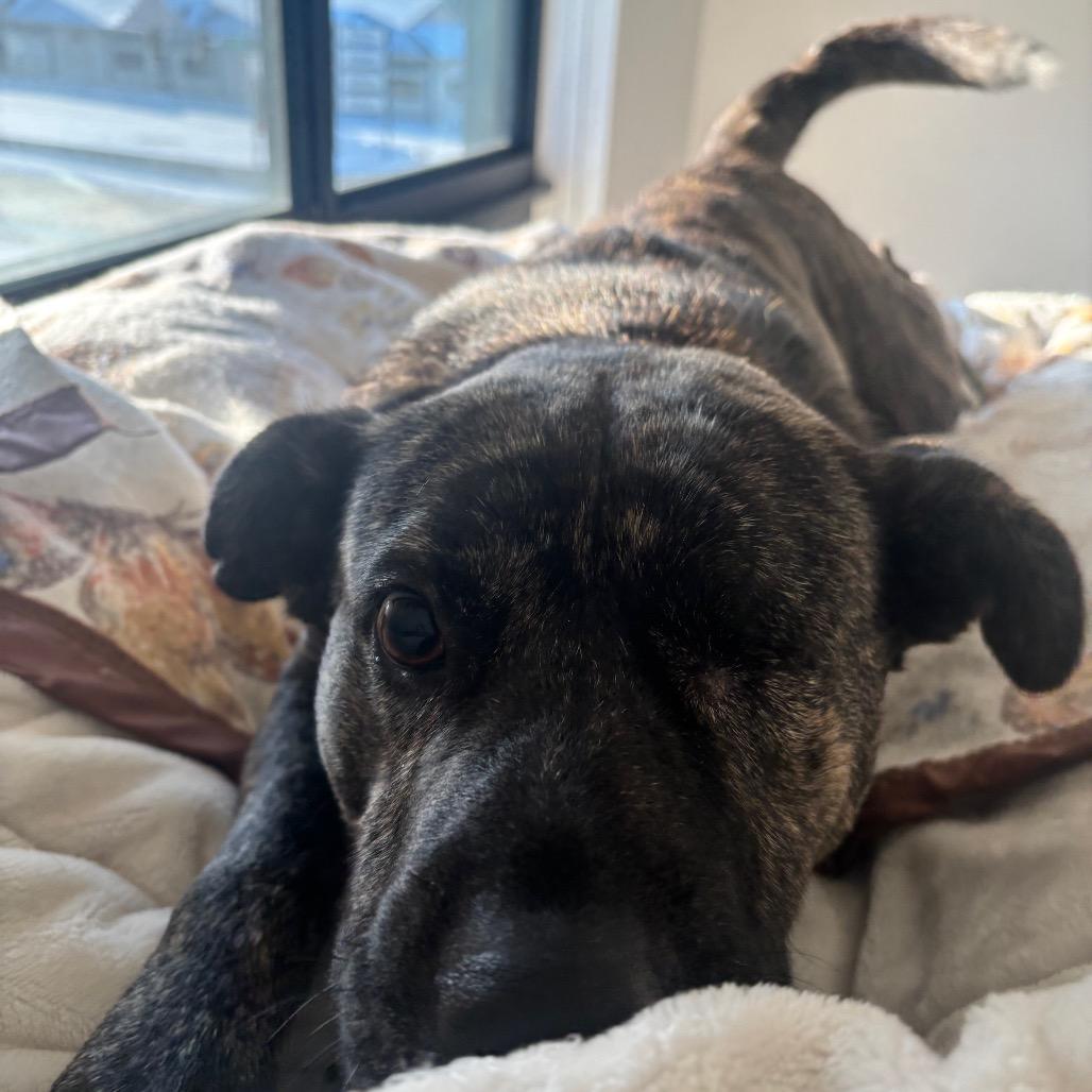 Enlarge Popeye, a Adoptable Mixed Breed in Bismarck, ND image 3/6