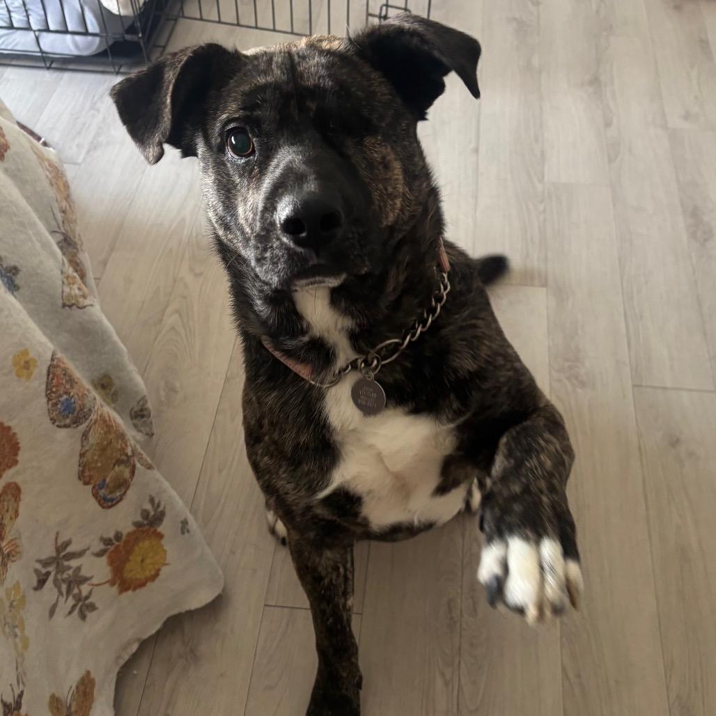 Popeye, a Adoptable Mixed Breed in Bismarck, ND image 5/6