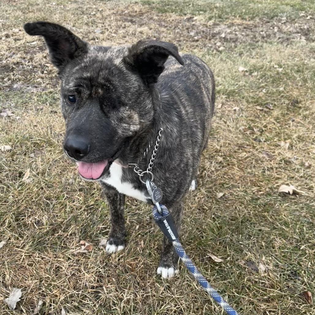 Enlarge Popeye, a Adoptable Mixed Breed in Bismarck, ND image 5/6