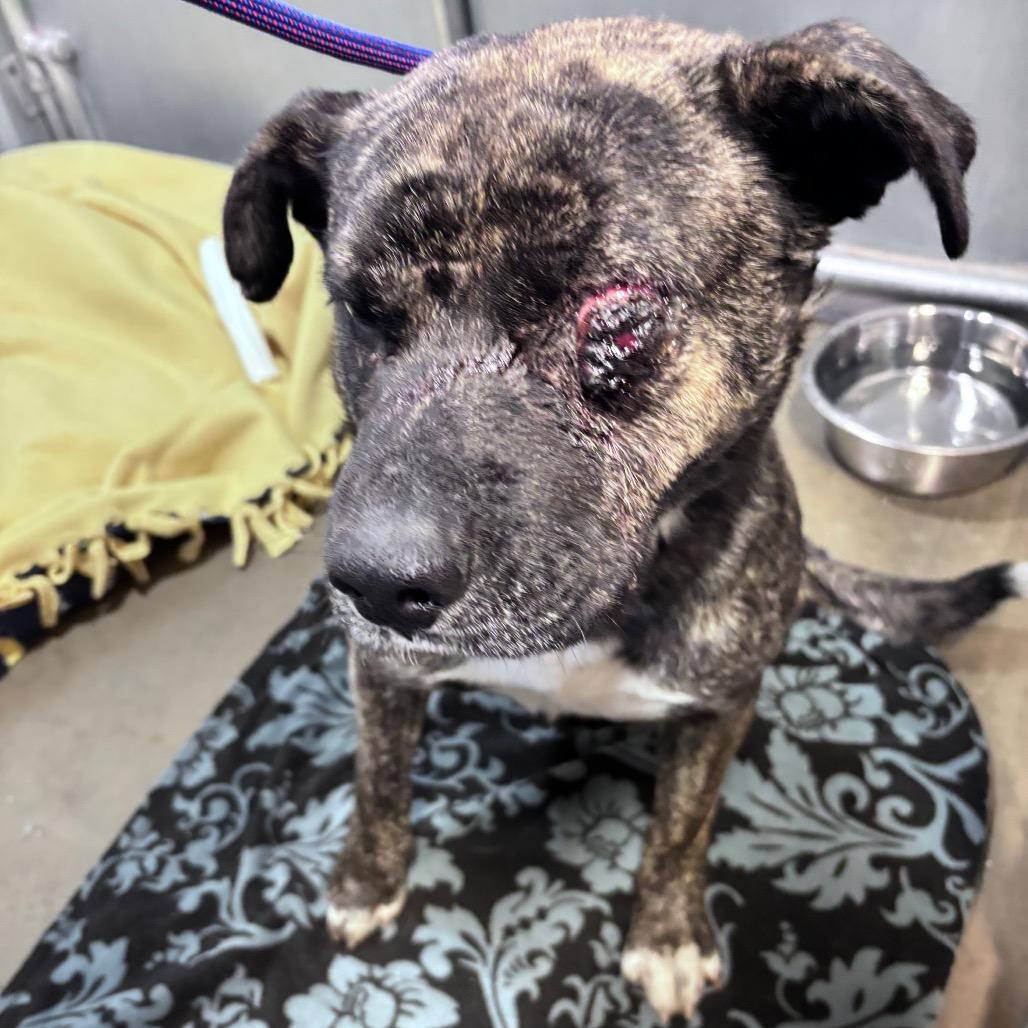 Enlarge Popeye, a Adoptable Mixed Breed in Bismarck, ND image 4/4