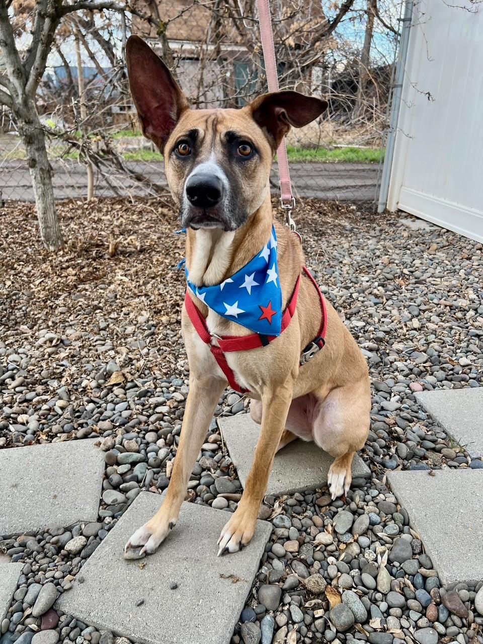 Enlarge Myla, a ADOPTABLE mixed breed in Yakima, WA image 4/5