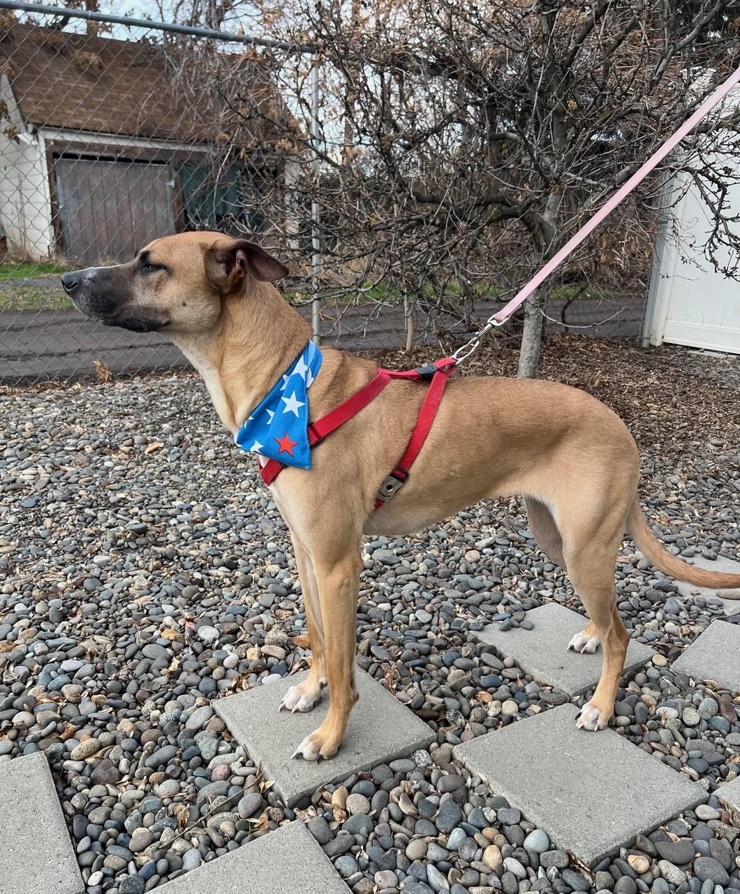Enlarge Myla, a ADOPTABLE mixed breed in Yakima, WA image 3/5