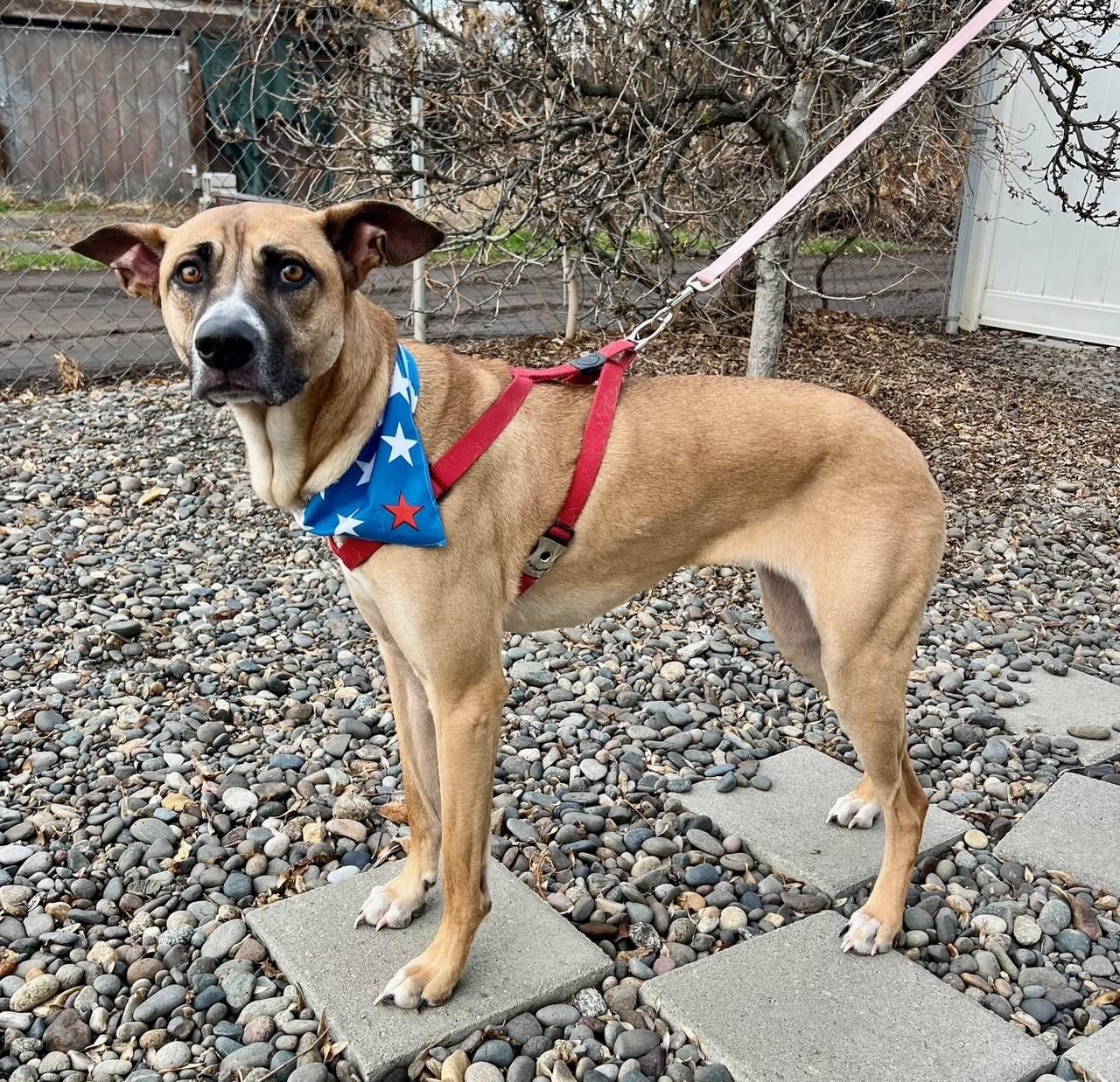 Enlarge Myla, a ADOPTABLE mixed breed in Yakima, WA image 1/5