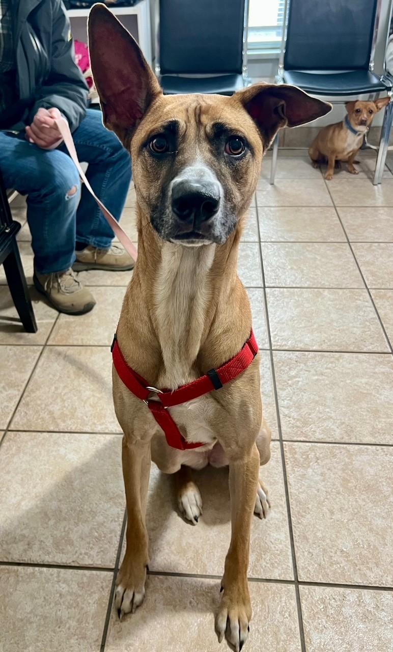 Enlarge Myla, a ADOPTABLE mixed breed in Yakima, WA image 2/5