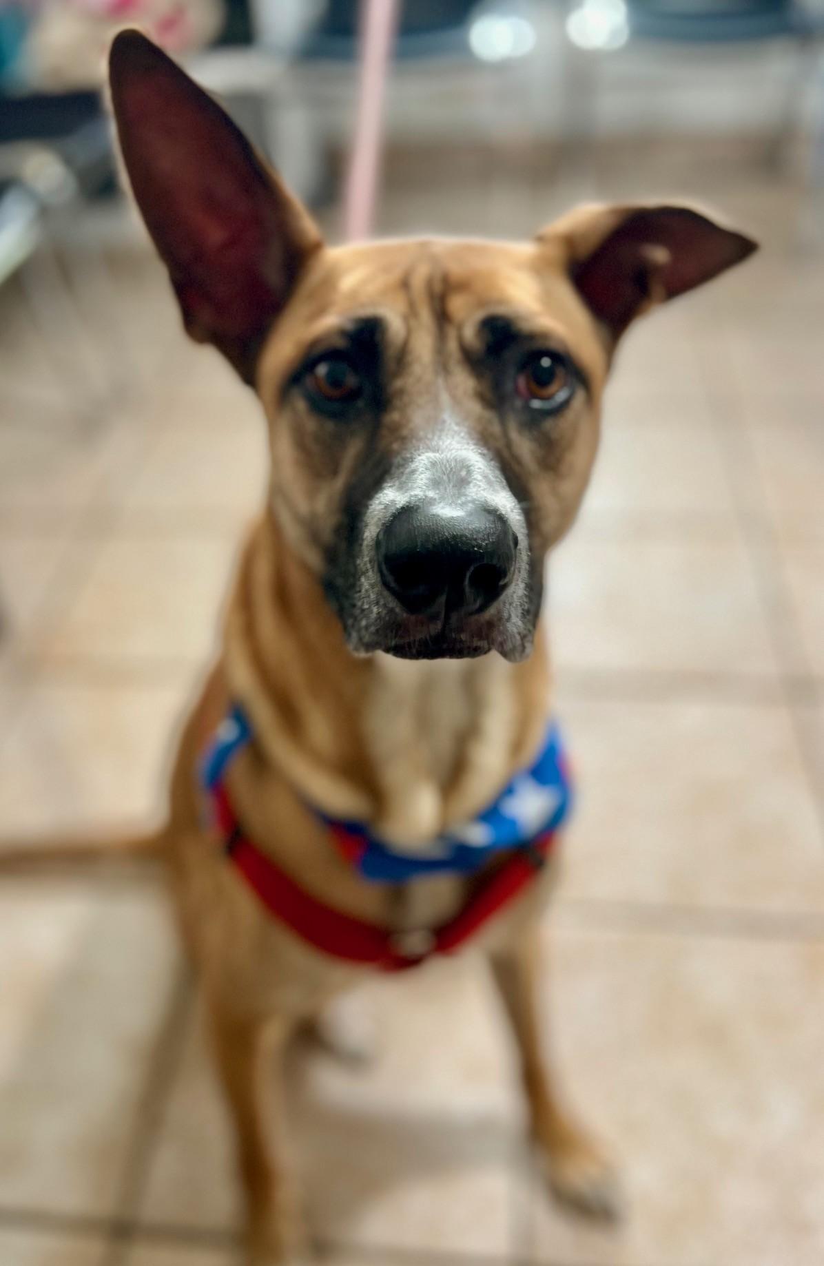 Enlarge Myla, a ADOPTABLE mixed breed in Yakima, WA image 5/5