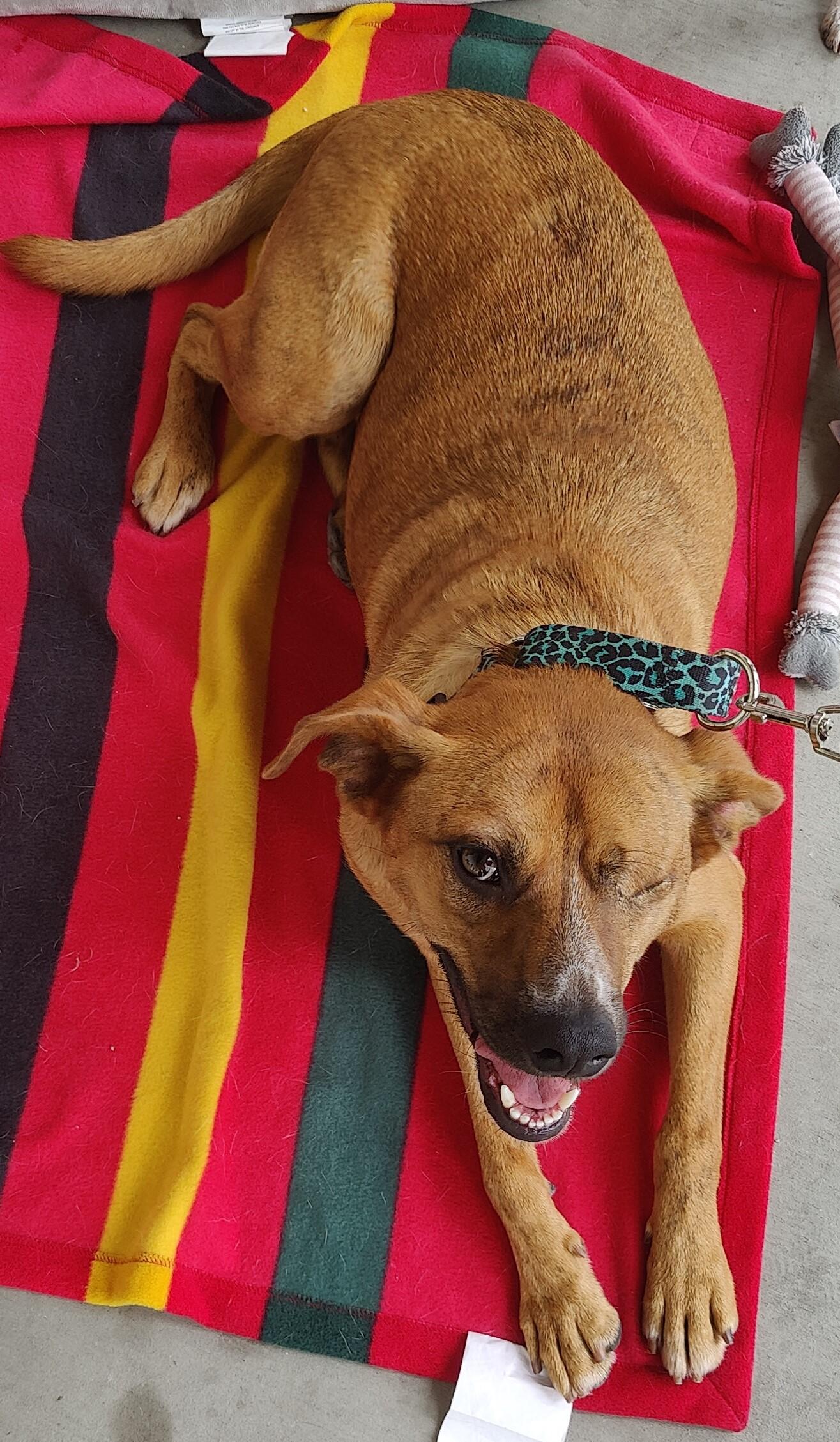 Enlarge Penny, a Adoptable mixed breed in Carlsbad, CA image 1/1