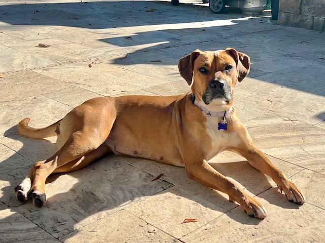Isla, Adoptable, Adult Female Boxer & Hound.