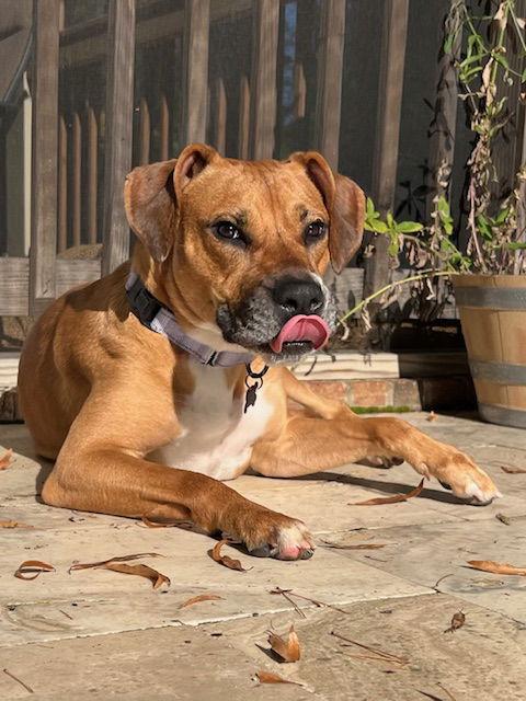 Enlarge Isla, a Adoptable mixed breed in Charlotte, NC image 2/3