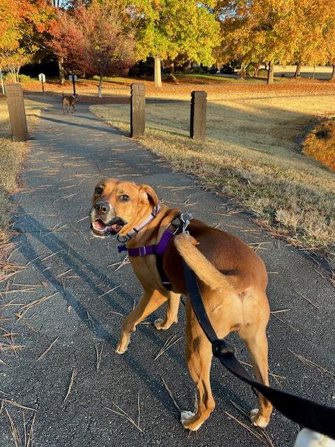 Enlarge Isla, a Adoptable mixed breed in Charlotte, NC image 3/3