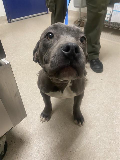 Lacey - URGENT - LONGTIME RESIDENT, a ADOPTABLE Pit Bull Terrier in Thousand Oaks, CA image 2/2
