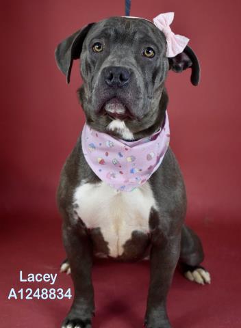 Lacey - URGENT - LONGTIME RESIDENT, a ADOPTABLE Pit Bull Terrier in Thousand Oaks, CA image 1/2
