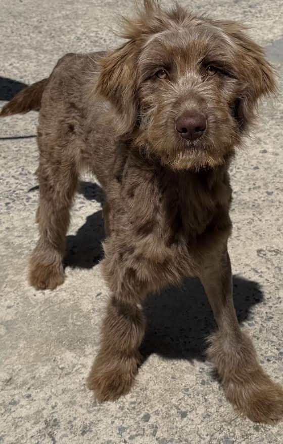 Enlarge Kesha, a Adopted mixed breed in Crossville, TN image 1/6