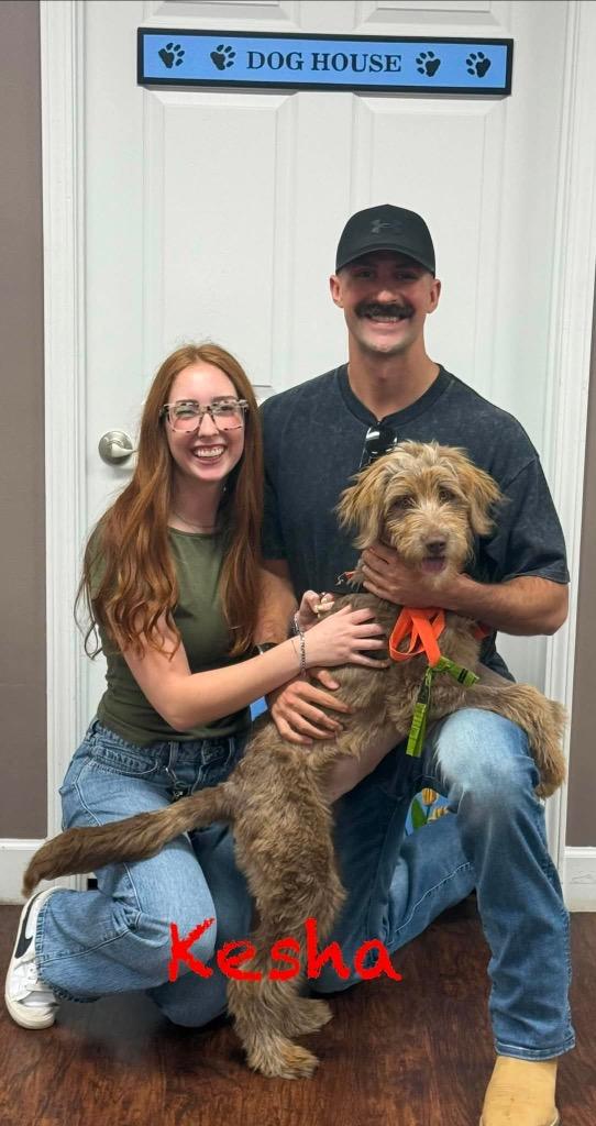 Enlarge Kesha, a Adopted mixed breed in Crossville, TN image 2/6
