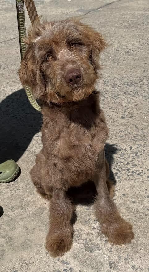 Enlarge Kesha, a Adopted mixed breed in Crossville, TN image 4/6