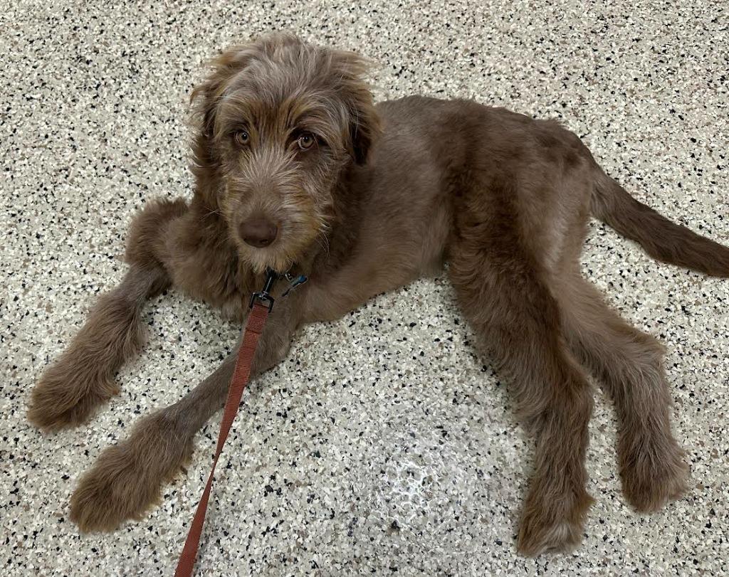 Enlarge Kesha, a Adopted mixed breed in Crossville, TN image 5/6