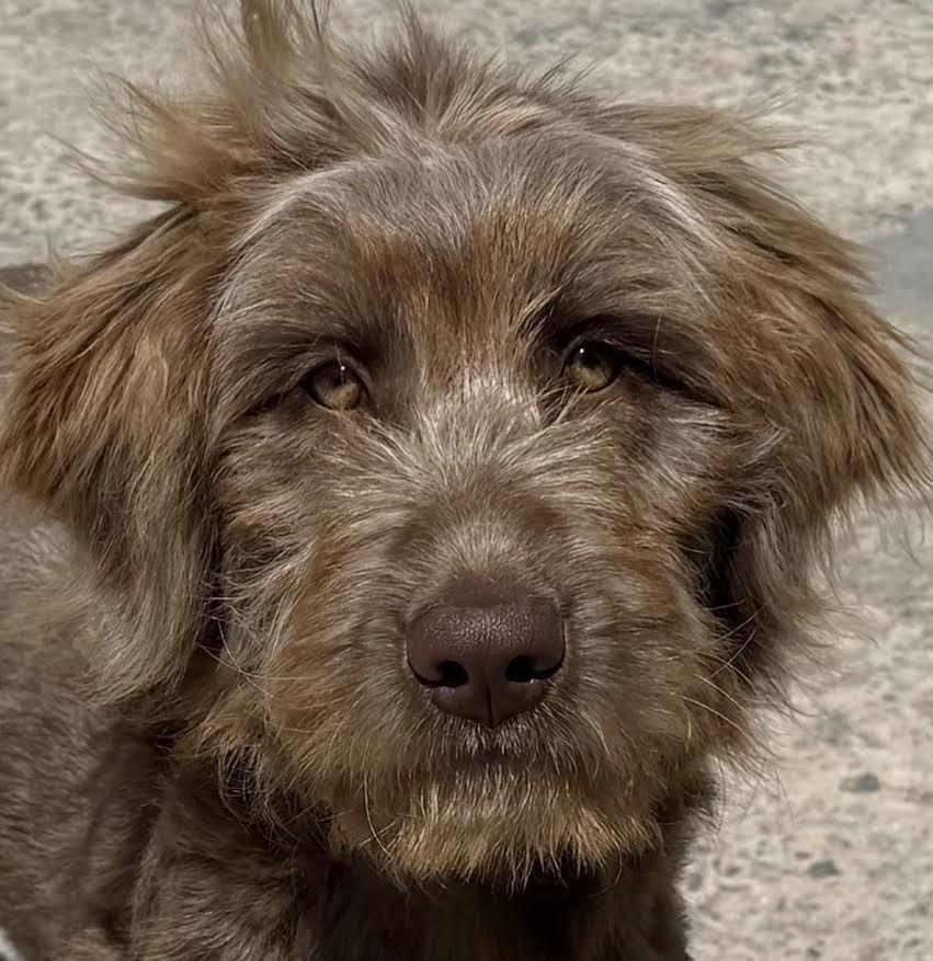 Enlarge Kesha, a Adopted mixed breed in Crossville, TN image 6/6