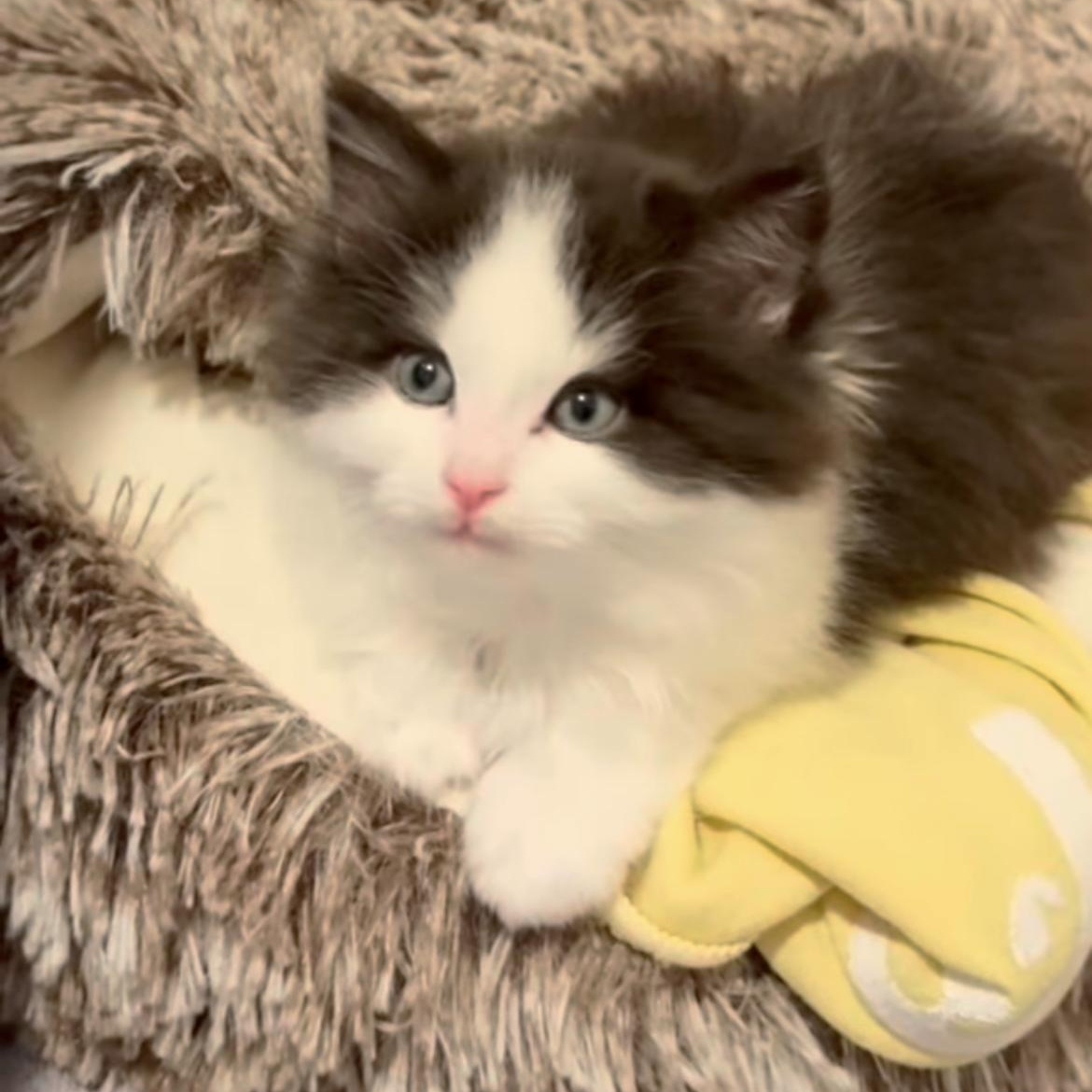 Can be adopted separately or together Ethan & Oliver , ADOPTABLE, Kitten Male Domestic Long Hair.