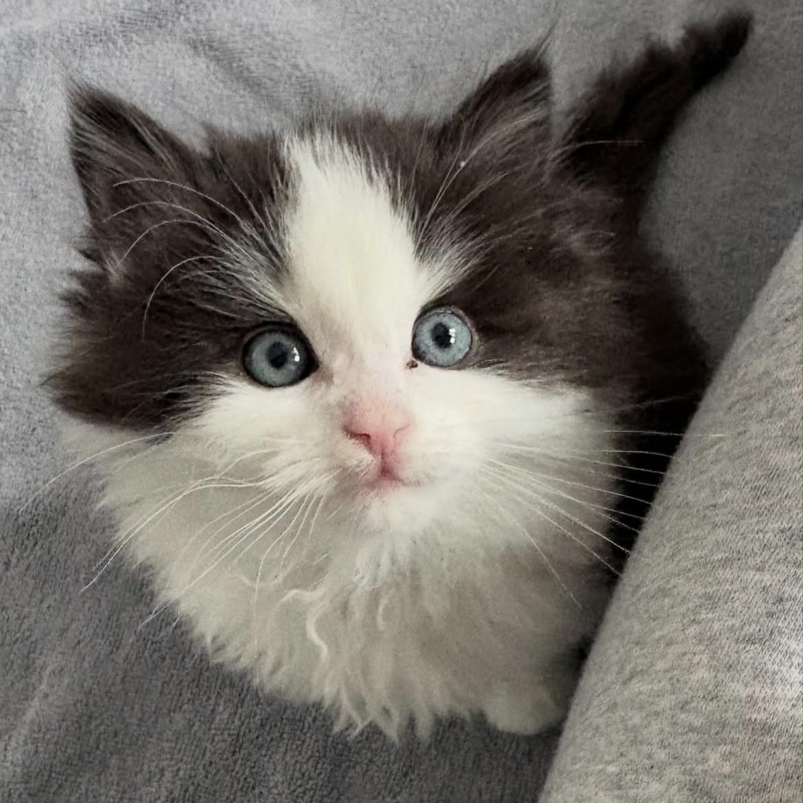 Can be adopted separately or together Ethan & Oliver , a ADOPTABLE mixed breed in Richmond Hill, ON image 2/6