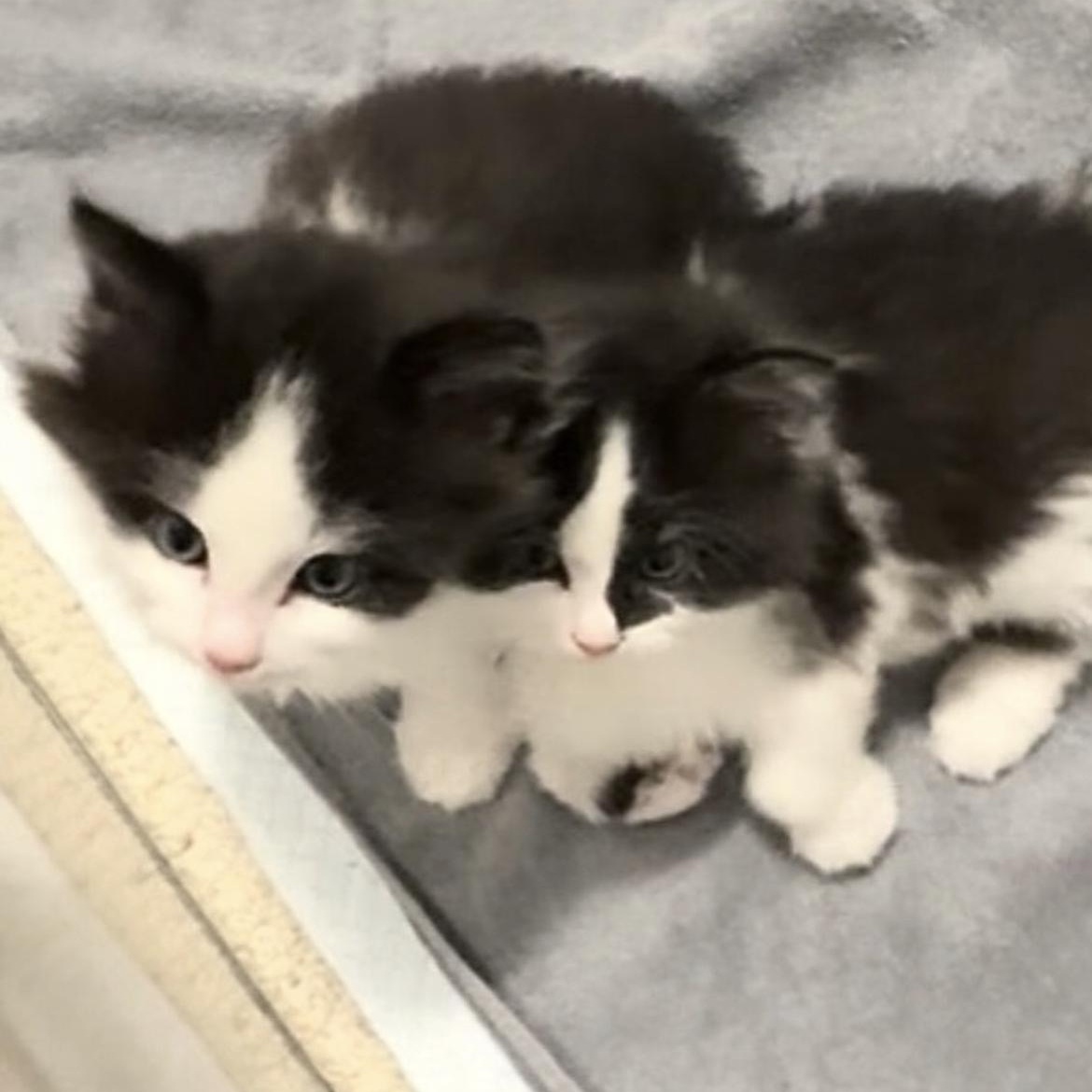 Can be adopted separately or together Ethan & Oliver , a ADOPTABLE mixed breed in Richmond Hill, ON image 6/6