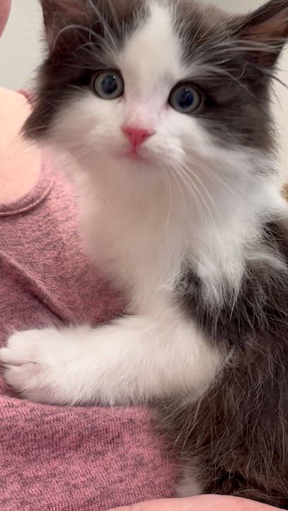 Enlarge Can be adopted separately or together Ethan & Oliver , a ADOPTABLE mixed breed in Richmond Hill, ON video 4/6