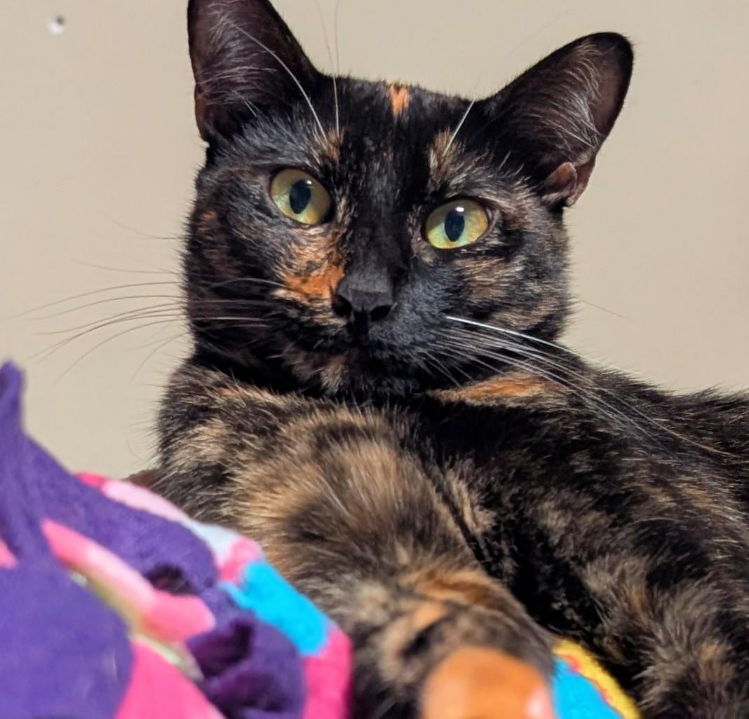 Cece, Adoptable, Young Female Tortoiseshell.