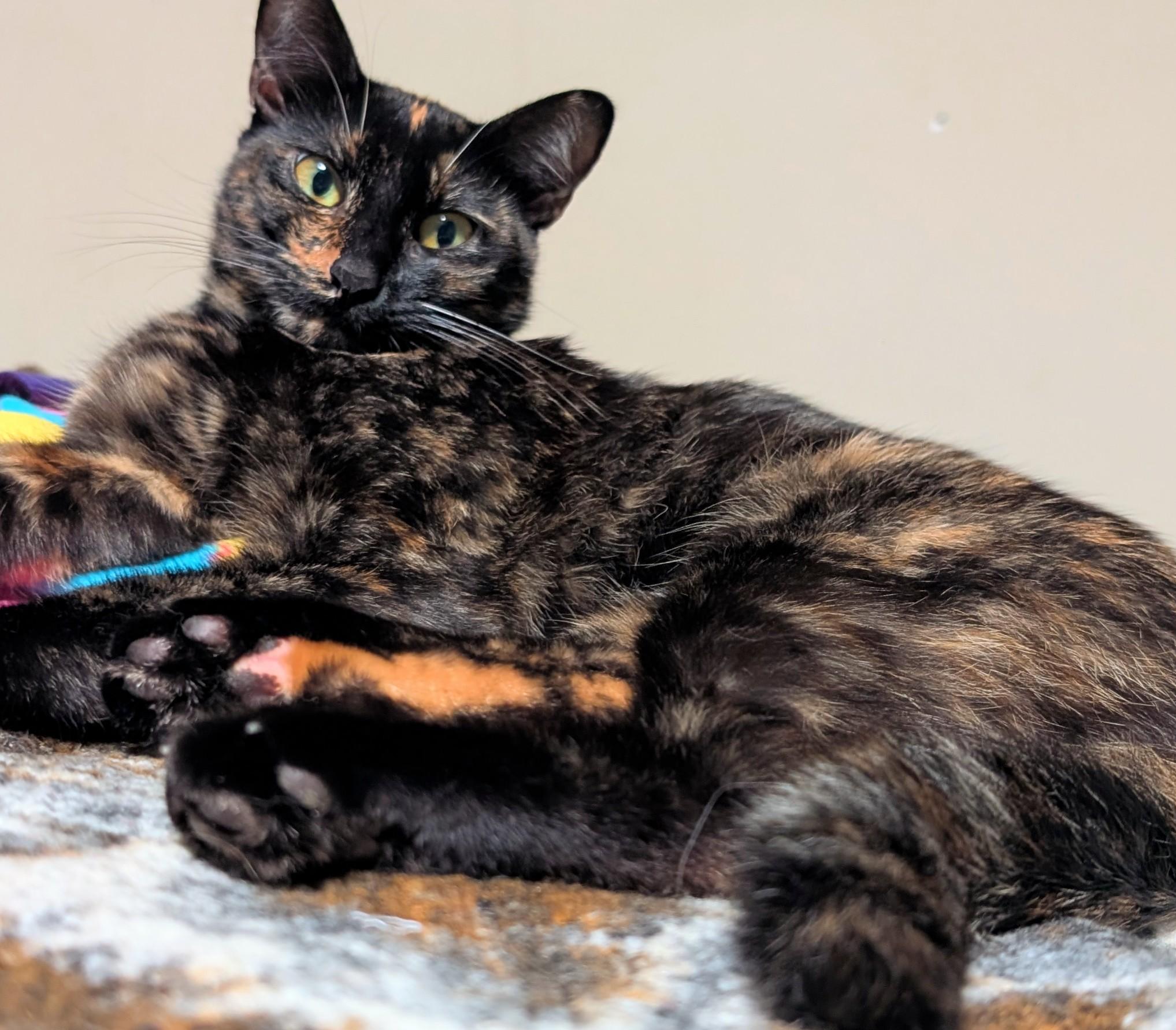 Enlarge Cece, a Adoptable Tortoiseshell in San Diego, CA image 3/4