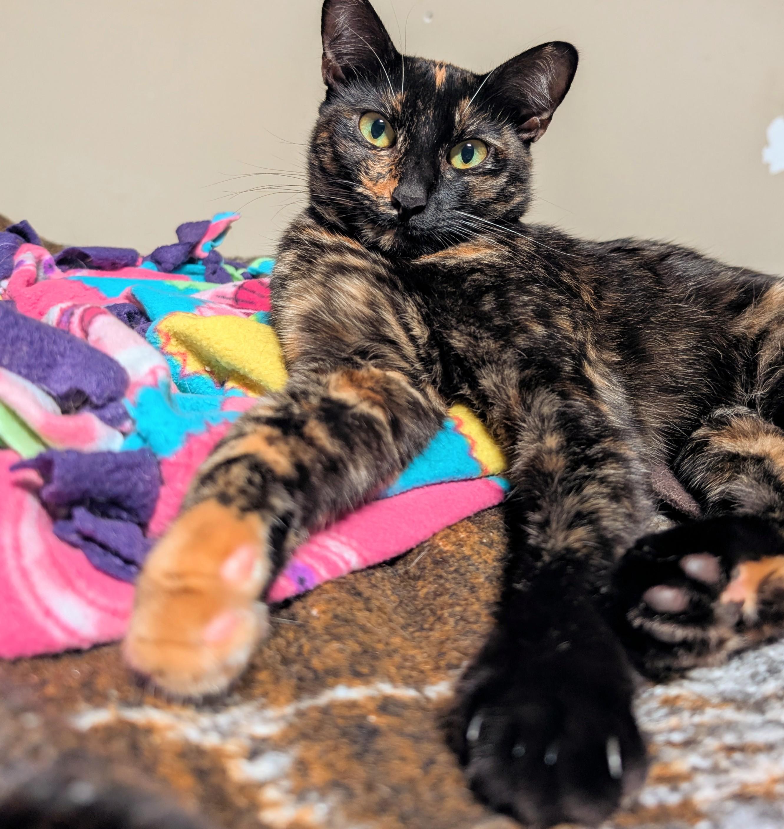 Enlarge Cece, a Adoptable Tortoiseshell in San Diego, CA image 1/4