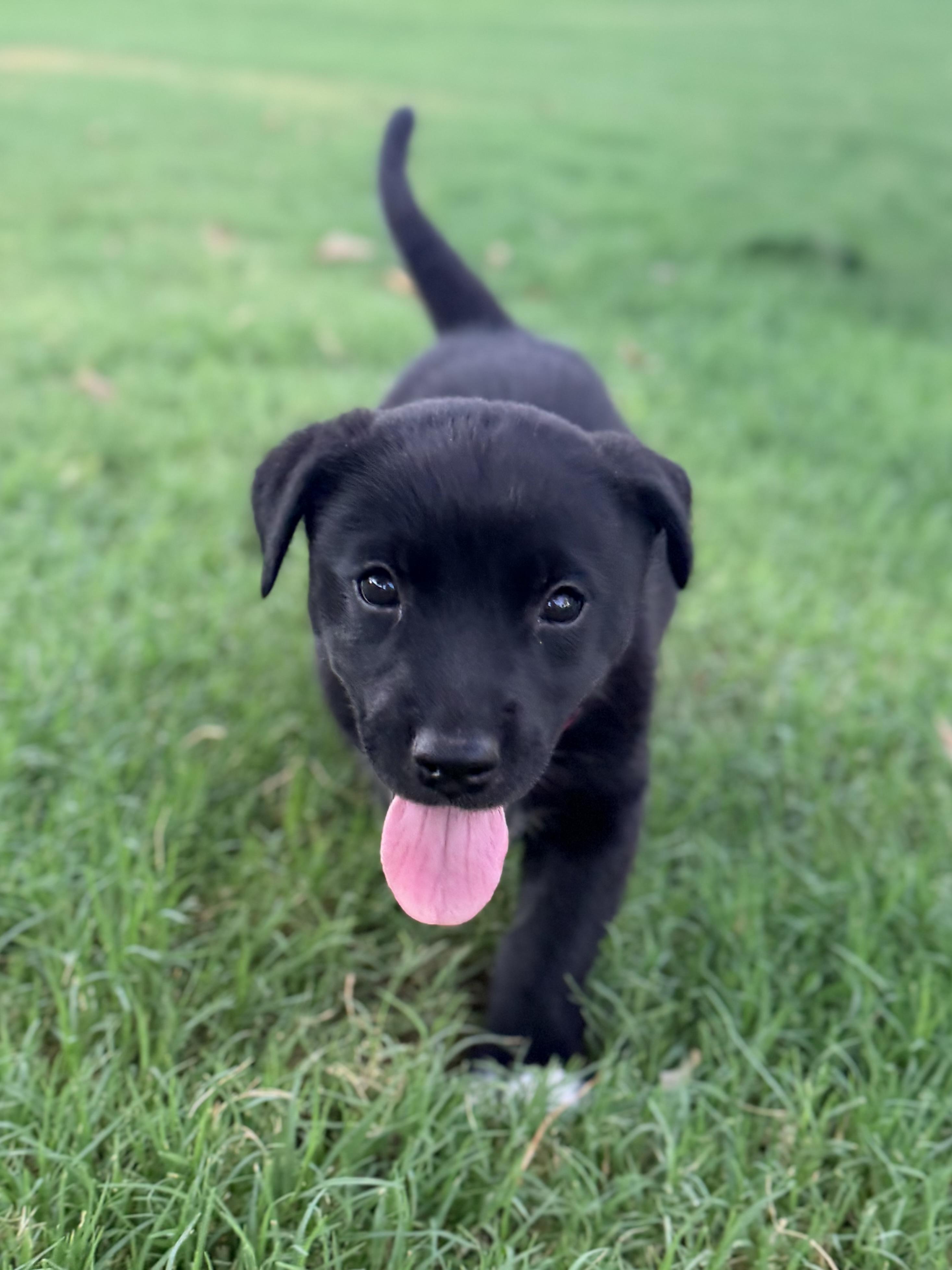 Axel, a ADOPTABLE mixed breed in Gilbert, AZ image 3/6