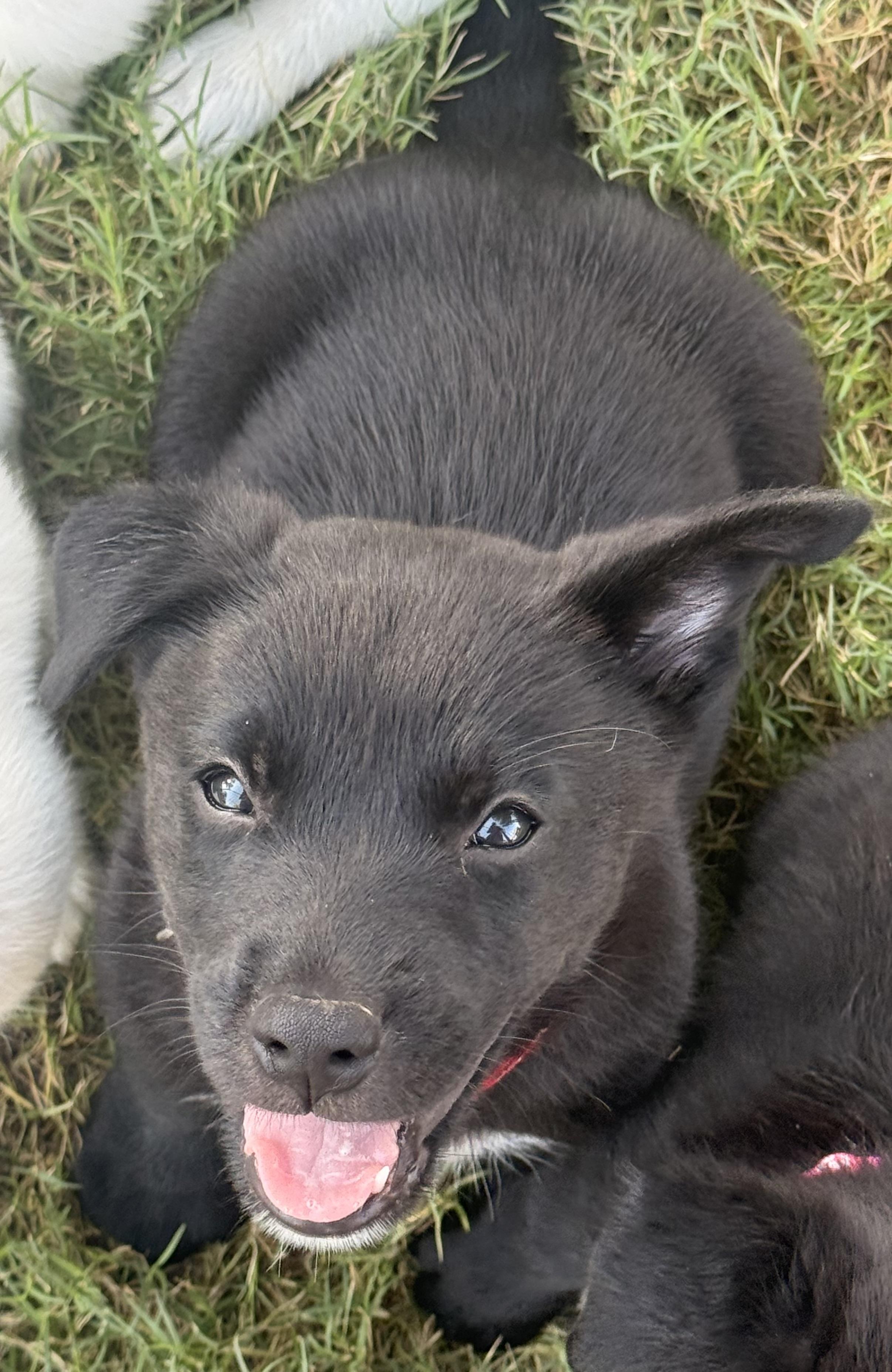 Axel, a ADOPTABLE mixed breed in Gilbert, AZ image 1/6