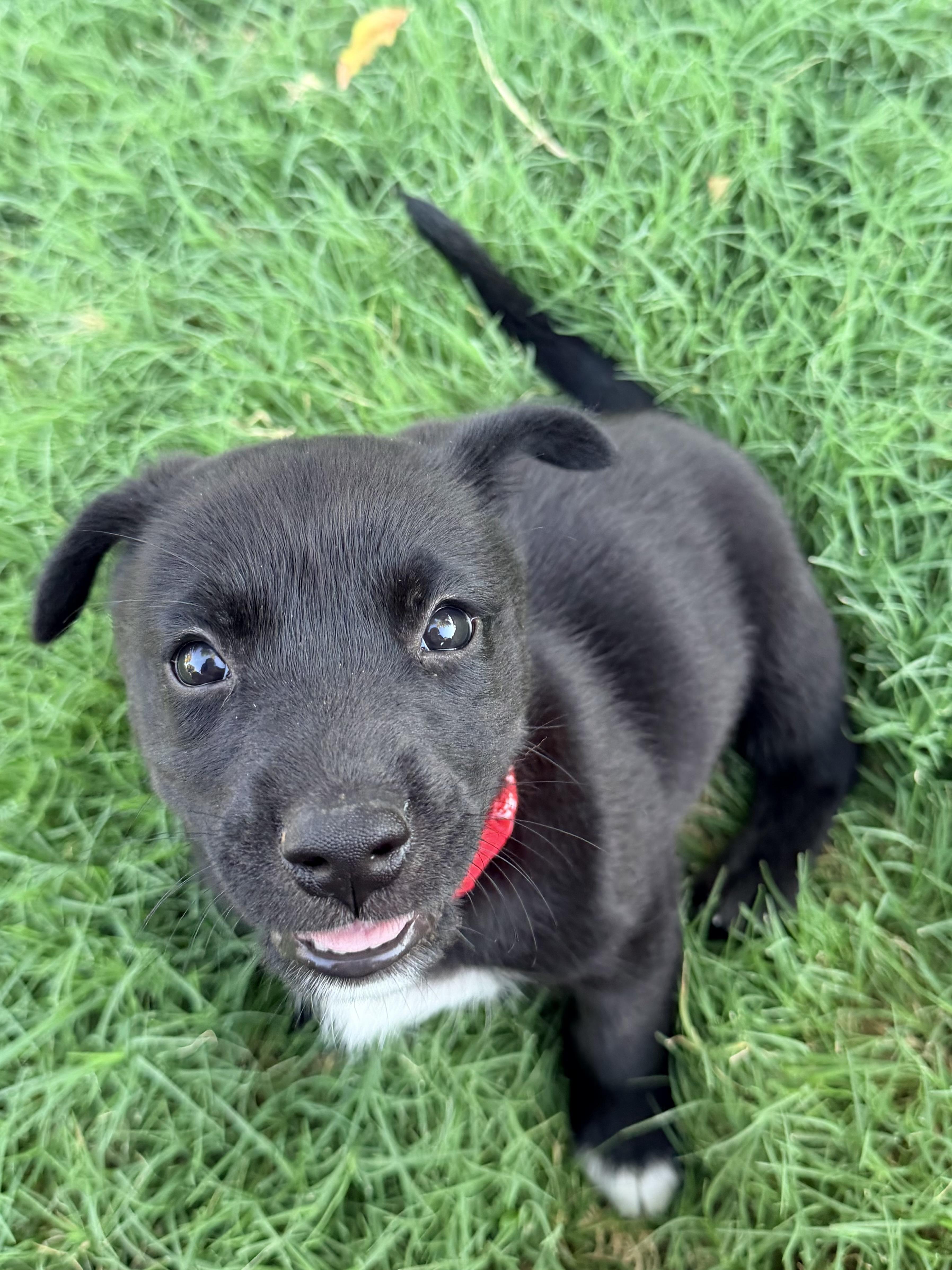 Axel, a ADOPTABLE mixed breed in Gilbert, AZ image 6/6