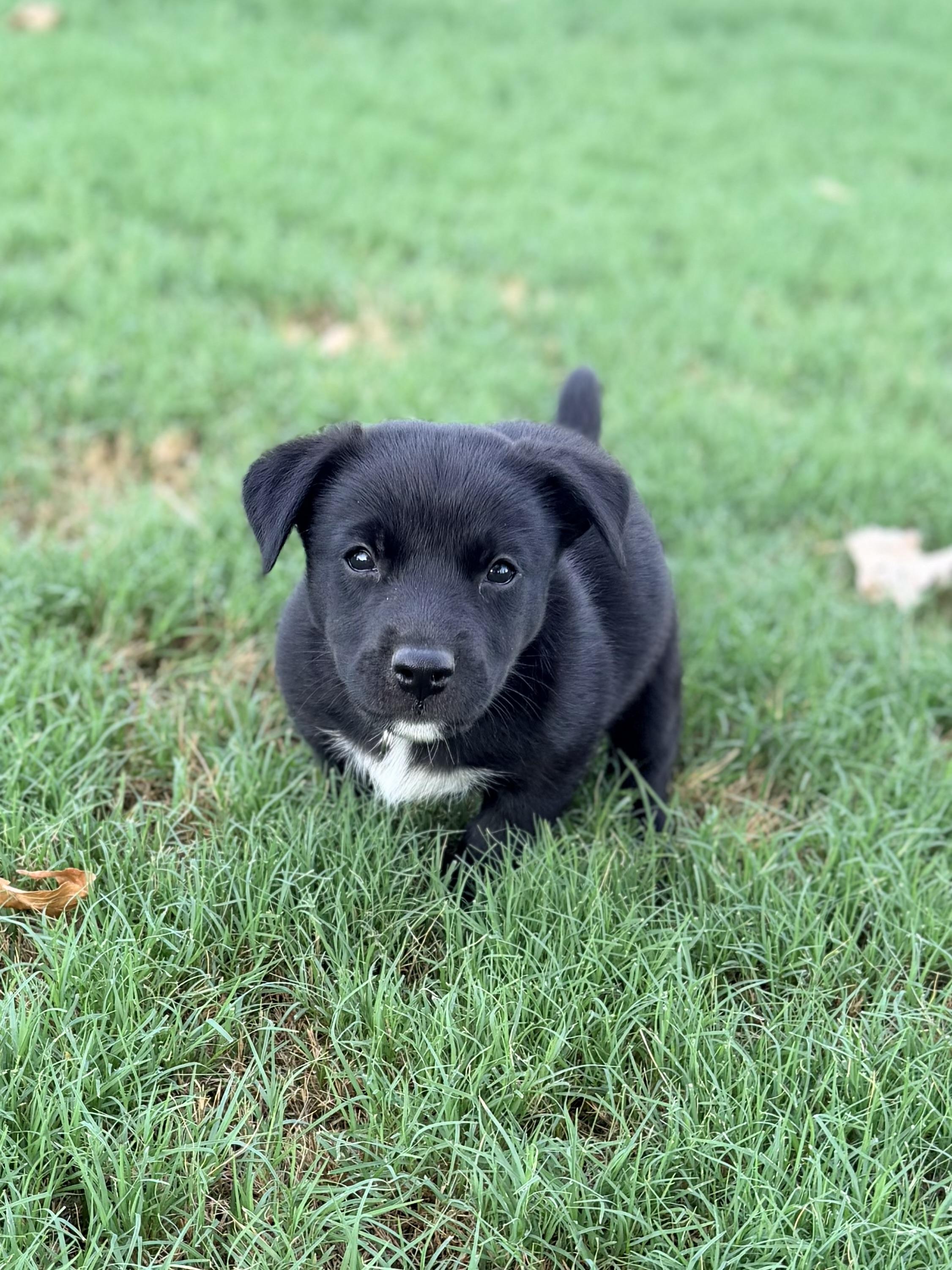 Axel, a ADOPTABLE mixed breed in Gilbert, AZ image 5/6