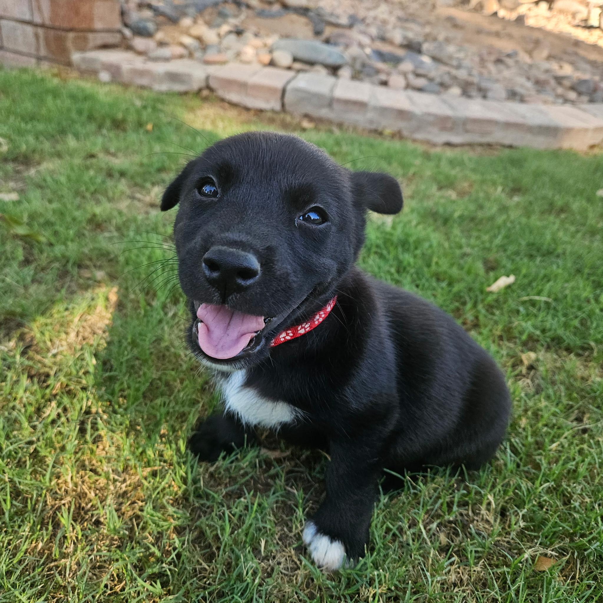Axel, a ADOPTABLE mixed breed in Gilbert, AZ image 4/6