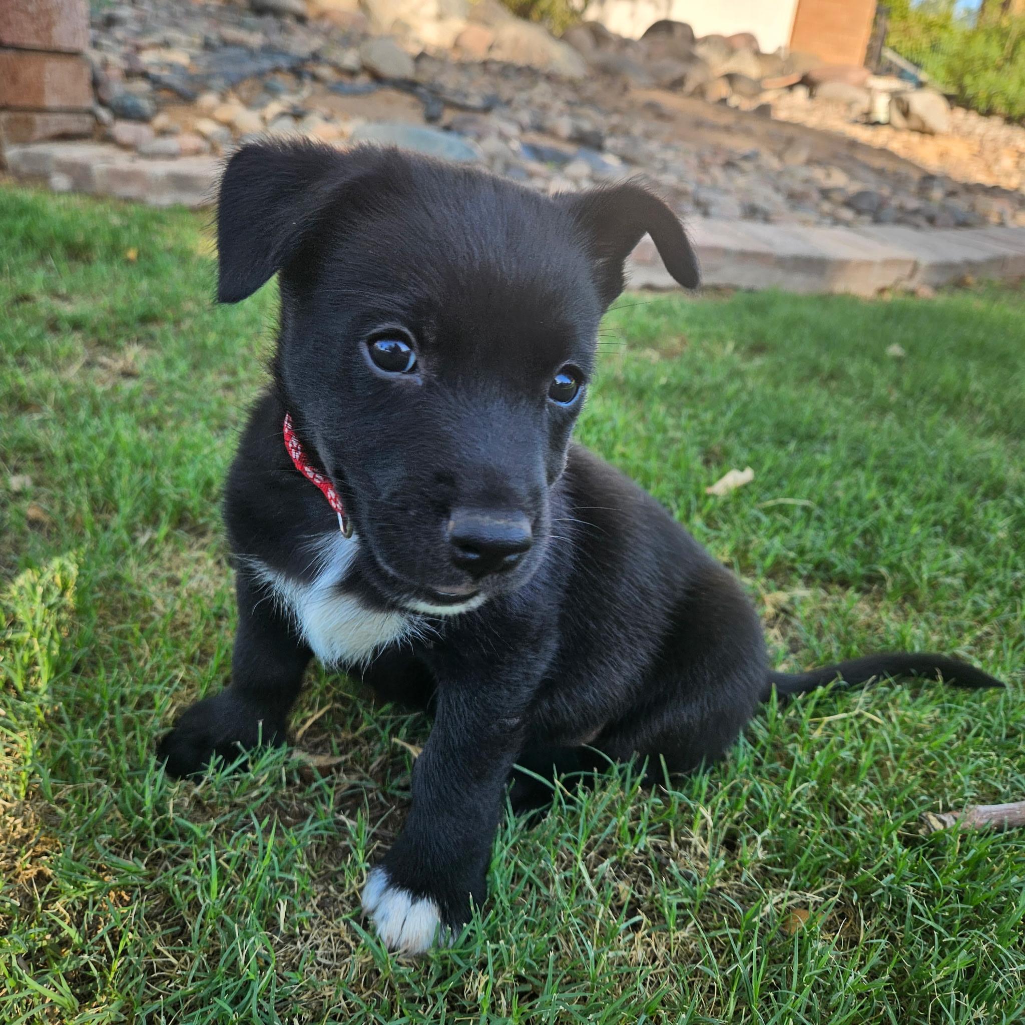 Axel, a ADOPTABLE mixed breed in Gilbert, AZ image 2/6
