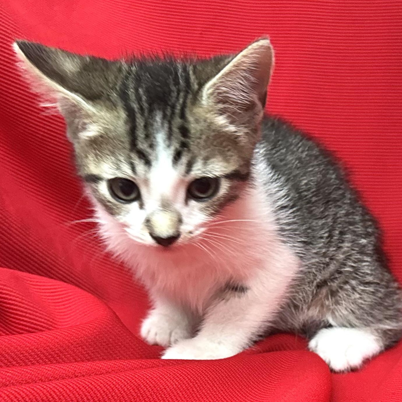 Alice (Alice Cooper-boy)