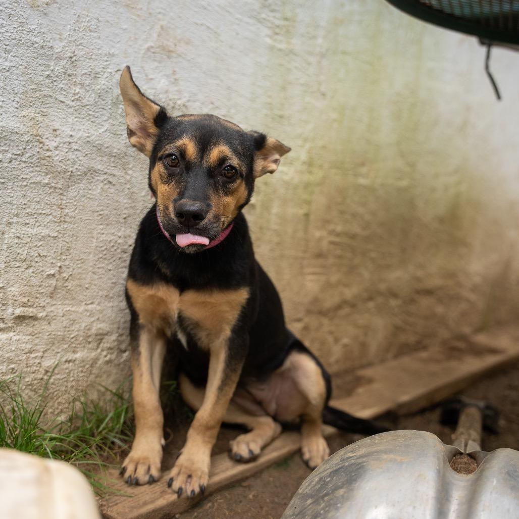 Tink, Adoptable, Young Female Shepherd & Mixed Breed.