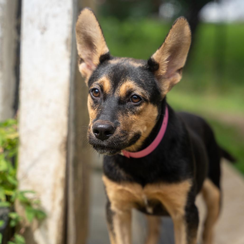 Enlarge Tink, a Adoptable mixed breed in Pawling, NY image 2/6