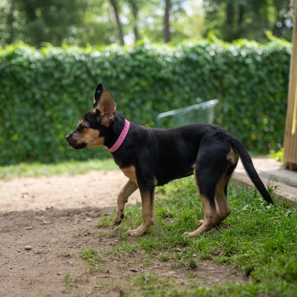Enlarge Tink, a Adoptable mixed breed in Pawling, NY image 3/6