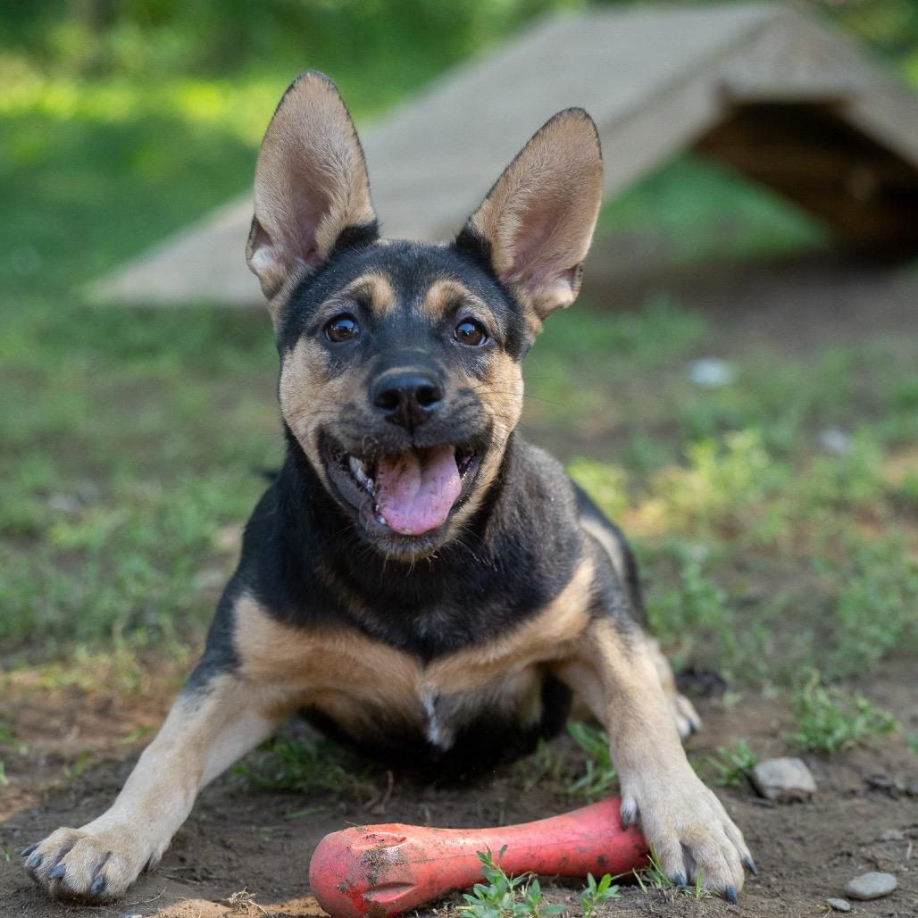 Enlarge Tink, a Adoptable mixed breed in Pawling, NY image 4/6