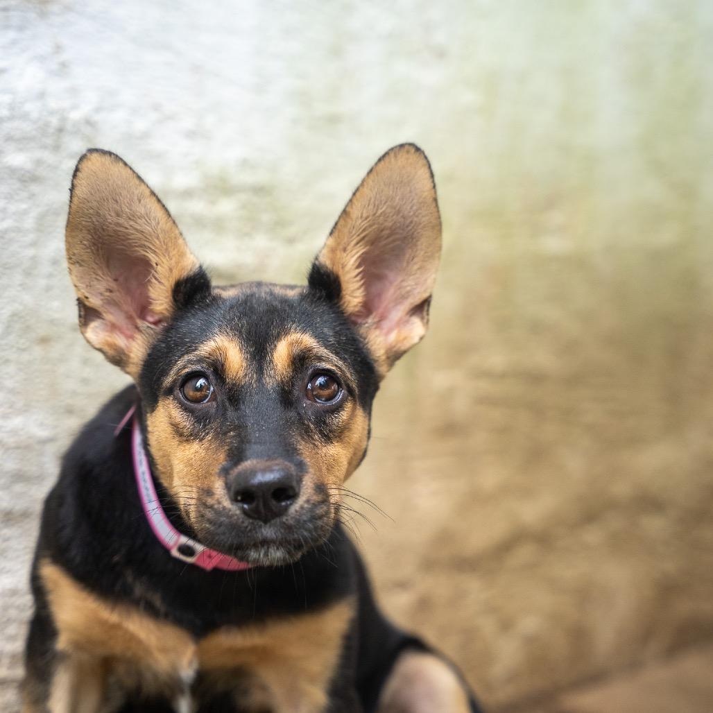 Enlarge Tink, a Adoptable mixed breed in Pawling, NY image 5/6