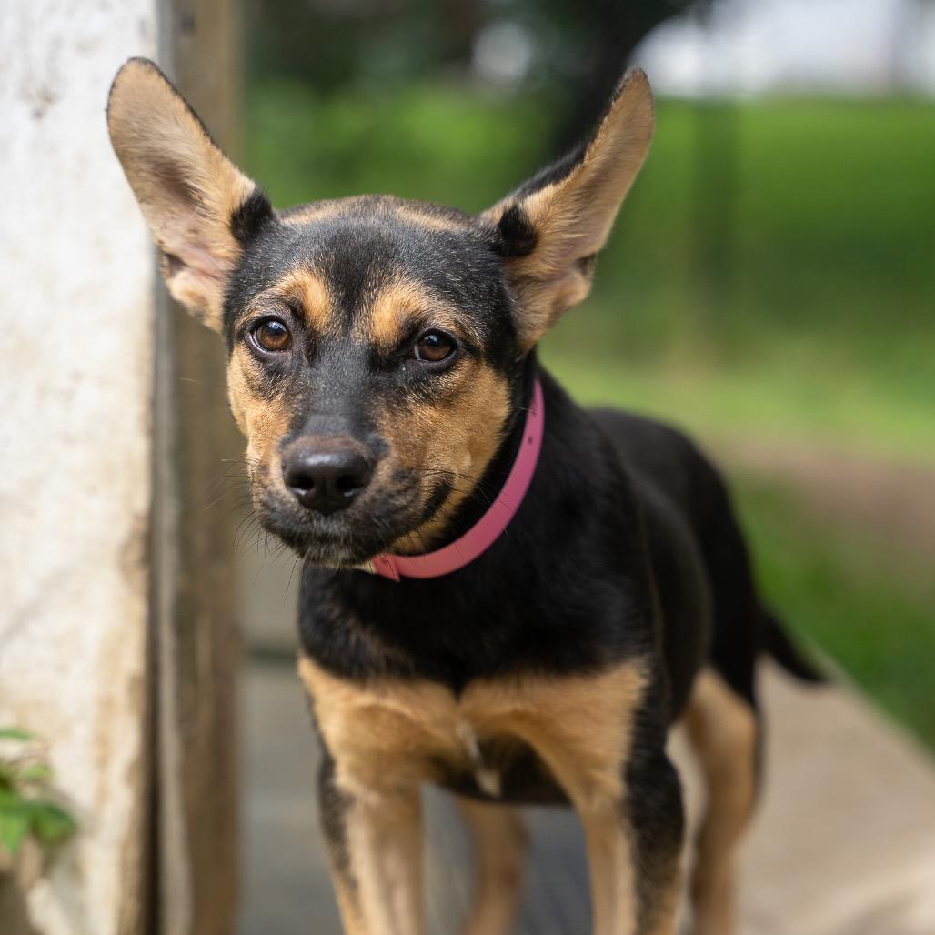 Enlarge Tink, a Adoptable mixed breed in Pawling, NY image 6/6